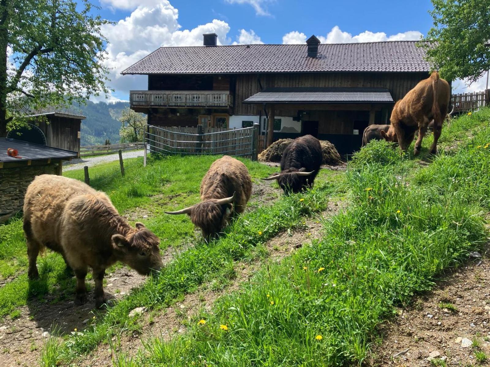 Landhaus Hochkoenig Mühlbach am Hochkönig Eksteriør billede