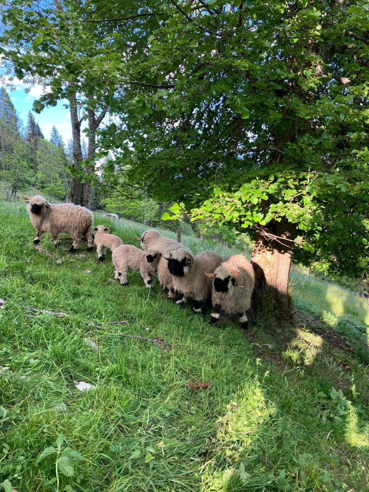 Landhaus Hochkoenig Mühlbach am Hochkönig Eksteriør billede